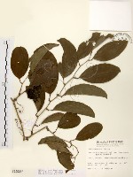 糙莖菝契藏品圖，第1張