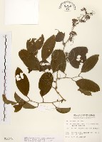 糙莖菝契藏品圖，第1張