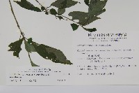 臺灣馬藍藏品圖，第2張