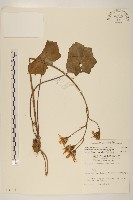 臺灣山菊藏品圖，第1張