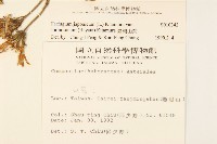 臺灣山菊藏品圖，第2張
