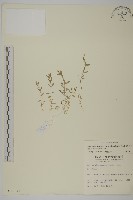 天蓬草藏品圖，第1張