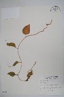 落葵藏品圖，第1張