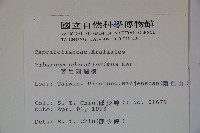 珊瑚樹藏品圖，第2張