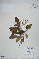 珊瑚樹藏品圖，第1張