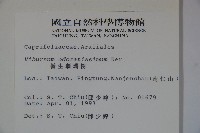 珊瑚樹藏品圖，第2張