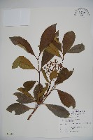 珊瑚樹藏品圖，第1張