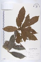 猴歡喜藏品圖，第1張