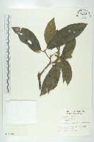 猴歡喜藏品圖，第1張