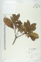 猴歡喜藏品圖，第1張