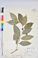 交力坪鐵色藏品圖，第1張