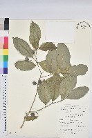 交力坪鐵色藏品圖，第1張