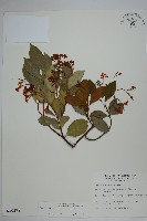 細梗絡石藏品圖，第1張