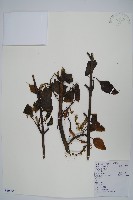 長梗木藍藏品圖，第1張