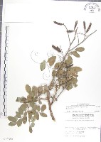 尖葉木藍藏品圖，第1張