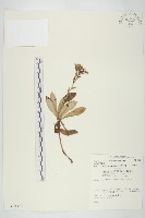 細葉假黃鵪菜藏品圖，第1張