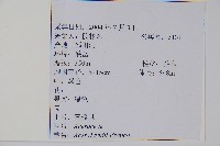 毛苦參藏品圖，第2張