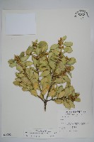 琉球黃楊藏品圖，第1張