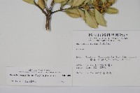 琉球黃楊藏品圖，第2張