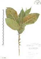 對葉榕藏品圖，第1張