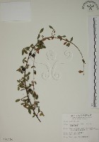 越橘葉蔓榕藏品圖，第1張