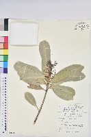 蘭嶼土沉香藏品圖，第1張