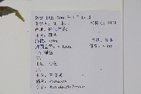 蘭嶼鐵莧、綠島鐵莧藏品圖，第2張