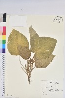 蘭嶼鐵莧、綠島鐵莧藏品圖，第3張