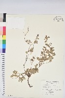 濱大戟藏品圖，第1張