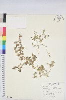 濱大戟藏品圖，第1張