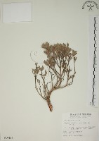 水芫花藏品圖，第1張