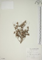 水芫花藏品圖，第1張