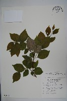 草野氏冬青藏品圖，第1張