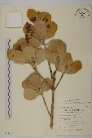 日本衛矛, 大葉黃楊藏品圖，第1張