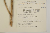 日本衛矛, 大葉黃楊藏品圖，第2張