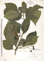 錫蘭玉心花藏品圖，第1張