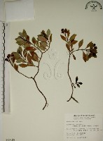 拎壁龍藏品圖，第1張