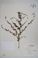 滿福木藏品圖，第1張