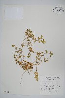 爵床藏品圖，第1張