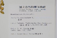 爵床藏品圖，第2張