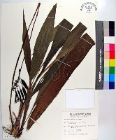 紫苞舌蘭、紫蘭藏品圖，第1張