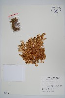 安旱草藏品圖，第1張