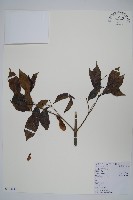 登錄號:S010461藏品圖，第1張