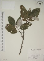 四脈麻藏品圖，第1張