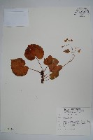 蘭嶼秋海棠藏品圖，第1張