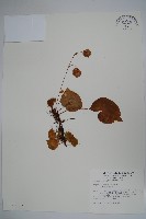 蘭嶼秋海棠藏品圖，第1張