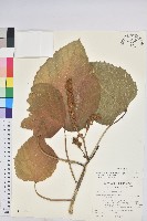 蟲屎藏品圖，第1張