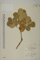 日本衛矛, 大葉黃楊藏品圖，第1張