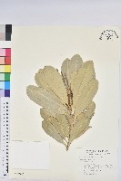 蘭嶼土沉香藏品圖，第1張