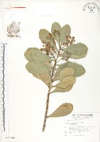 蘭嶼樹杞、蘭嶼紫金牛藏品圖，第1張